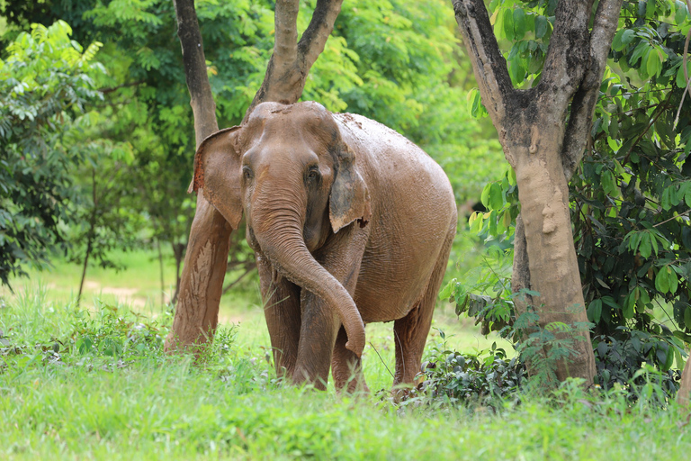 Khao Lak: Ethical Elephant Sanctuary Overnight Adventure