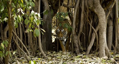 Delhi, 3-Day Trip to Ranthambore National Park with Safari - Housity