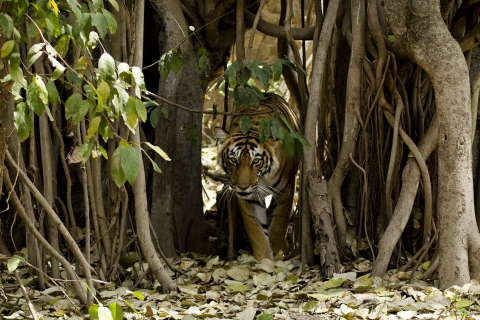 2 noce ucieczki na tygrysie safari Ranthambore z Delhi