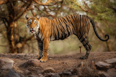 escapada de 2 noches a ranthambore safari de tigres desde delhi