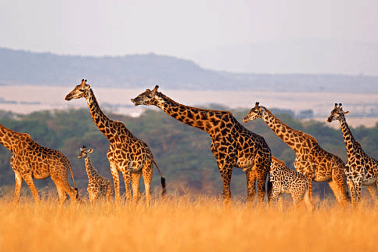 Halbtags-Safari im Nairobi-NationalparkPrivate Safari im 4x4 Safari Van mit offenem Dach