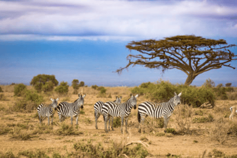 Halbtags-Safari im Nairobi-NationalparkPrivate Safari im 4x4 Safari Van mit offenem Dach