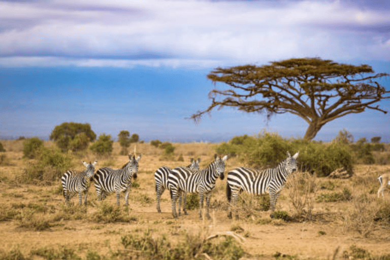 Halbtags-Safari im Nairobi-NationalparkPrivate Safari im 4x4 Safari Van mit offenem Dach