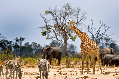 Van Nairobi: 2-daagse Masai Mara privésafari met maaltijdenMasai Mara Overnachting met een open dak Safari Van