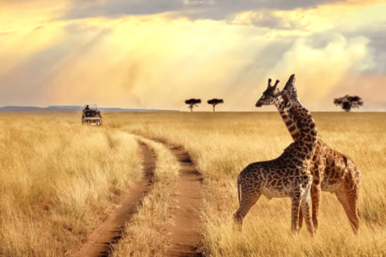 Ab Nairobi: 2-tägige Masai Mara Privatsafari mit Mahlzeiten2 Tage Kenia-Masai-Mara-Safari Landcruiser-Option