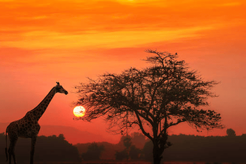 Van Nairobi: 2-daagse Masai Mara privésafari met maaltijdenMasai Mara Overnachting met een open dak Safari Van