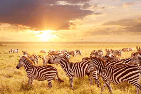 Ab Nairobi: 2-tägige Masai Mara Privatsafari mit Mahlzeiten2 Tage Kenia-Masai-Mara-Safari Landcruiser-Option