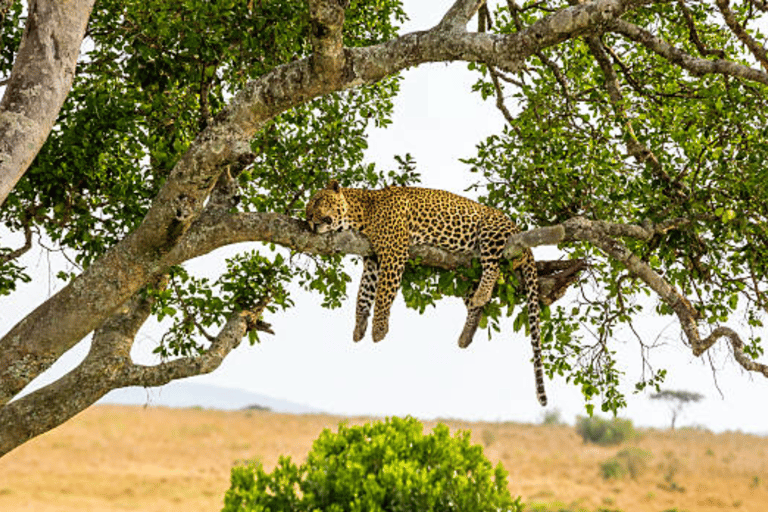 Van Nairobi: 2-daagse Masai Mara privésafari met maaltijdenMasai Mara Overnachting met een open dak Safari Van