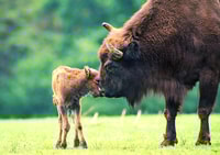 Von Warschau, Tour kleiner Gruppen in den Bialowieza National Park - Housity
