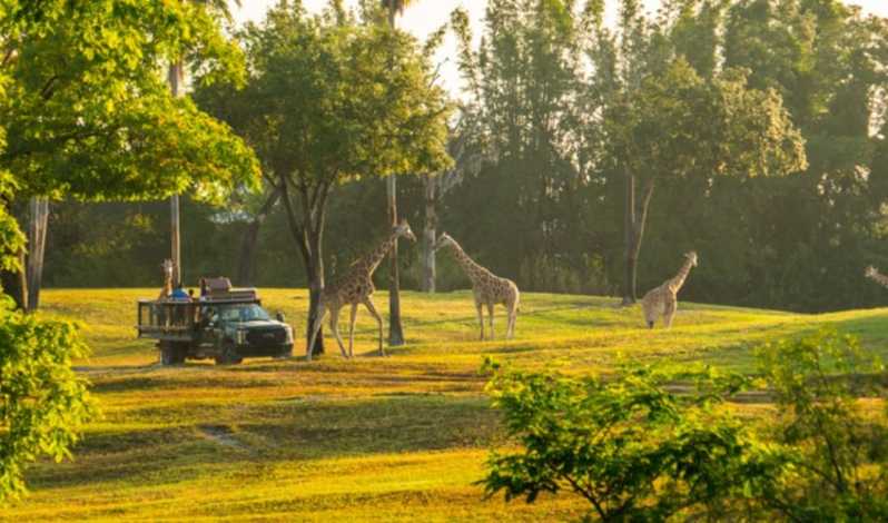serengeti safari tour tampa