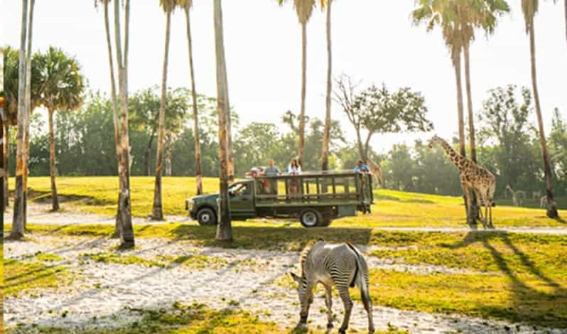 safari ride in tampa fl