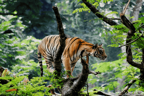 From Delhi: 3-Day Jim Corbett Safari with Hotel & Jeep