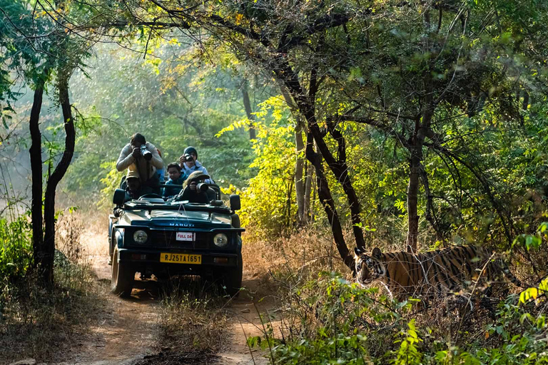 From Delhi: 3-Day Wildlife Trip to Jim Corbett National Park