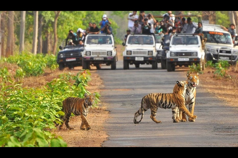 From Delhi: 3-Day Wildlife Trip to Jim Corbett National Park