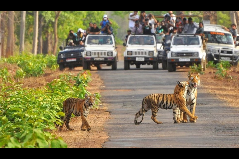 Newdelhi:private 2 nights escape to jim corbett from delhi