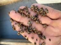 Paseo en barco para descubrir las técnicas de la acuicultura Chioggia - Hizvo