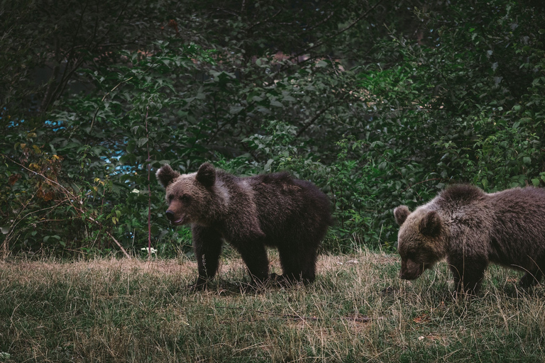 Från Bukarest: Libeartys björnreservat och Draculas slottBukarest: Dagstur: Libearty Sanctuary och Draculas slott