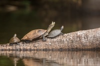 Von Puerto Maldonado, Tambopata National Reserve 3-Tages-Tour - Hizvo