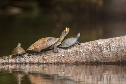 From Puerto Maldonado: Tambopata National Reserve 3-Day Tour