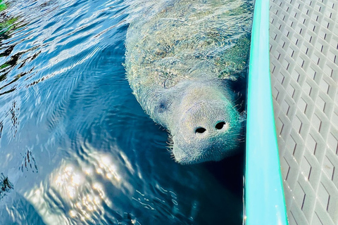 Silver Springs: Manatees and Monkeys Heldere kajak rondleidingSilver Springs: Manatees en apen Heldere kajak begeleide tour