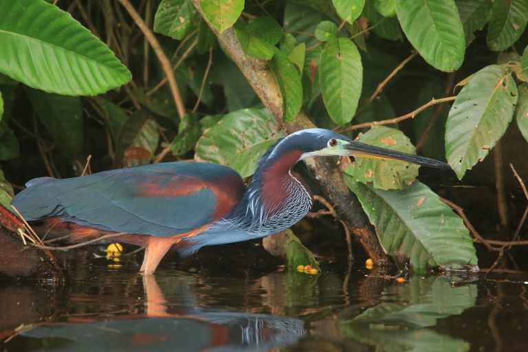 Puerto Maldonado: 4-day Tambopata National Reserve