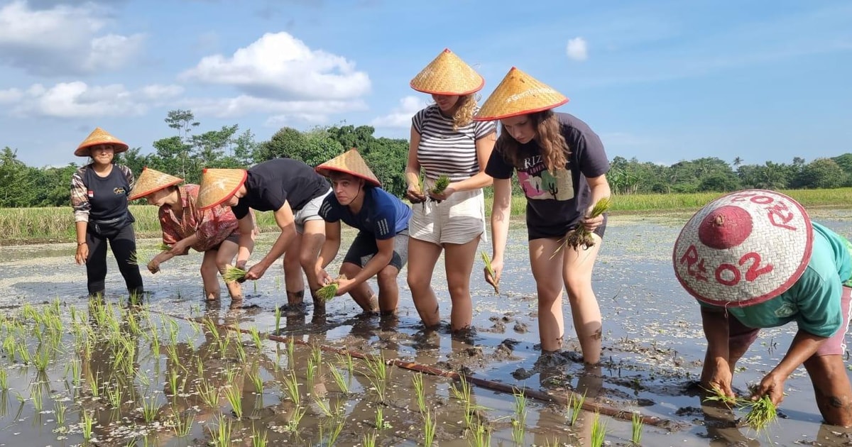 Yogyakarta: Javanese Village Life and Rice Farming Tour | GetYourGuide