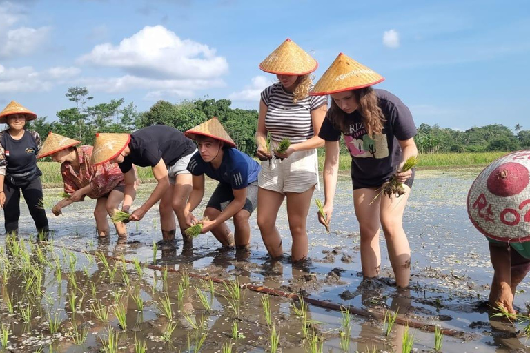Yogyakarta: Javanese Village Life and Rice Farming Tour