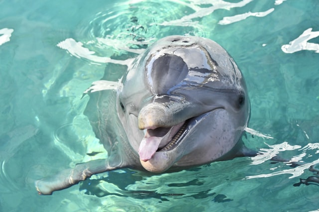 DELFINO SU BASE CON BOTTIGLIA SABBIA COLORATA