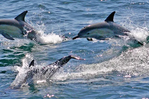 Sydney - en dagstur Port Stephens Dolphin Cruise & Sandboarding dagsutflykt