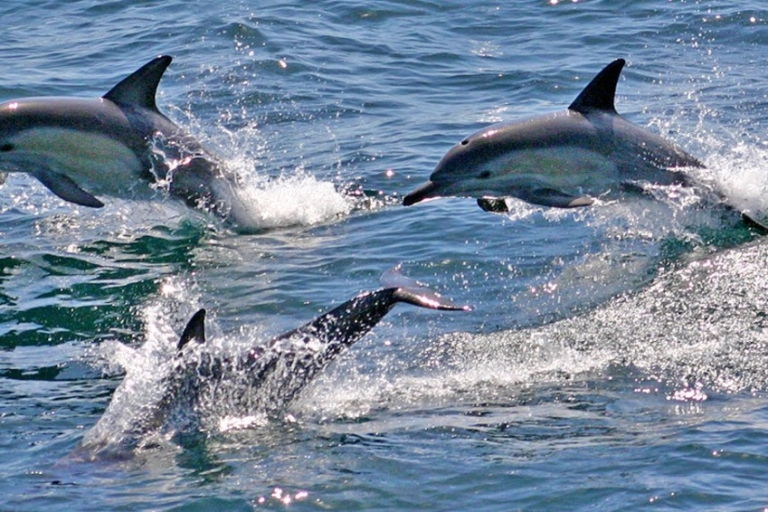 Z Sydney: rejs po delfinach w Port Stephens i jazda na desce z napędem na 4 koła