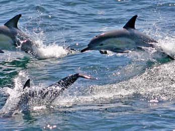 Sydney: Port Stephens Dolphin Cruise & Sandboarding Day Trip