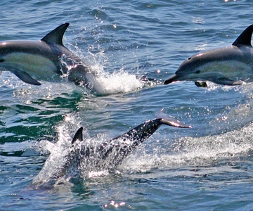 Sydney: Port Stephens Dolphin Cruise & Sandboarding Day Trip