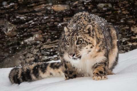 Trek au léopard des neiges au Dolpo