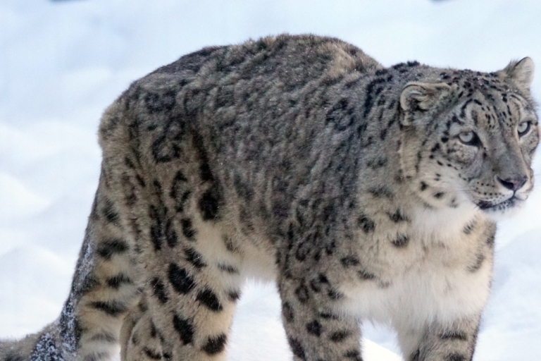 Trek au léopard des neiges au Dolpo