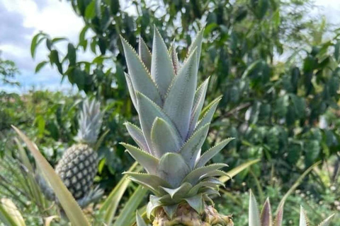 Zanzibar: Spice Farm & Stone Town Cultural Tour Tour without hotel transfer; all entry tickets included.