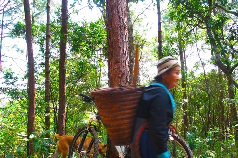 Chiang Mai: 20km Downhill Mountain Biking Challenge Suthep M
