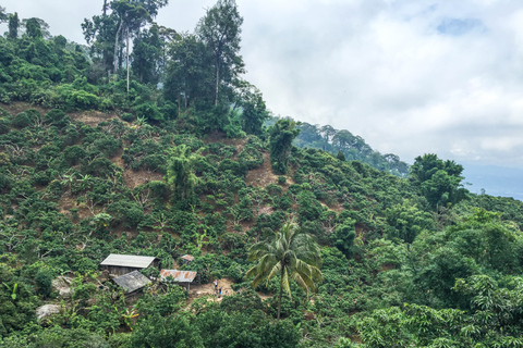 Depuis Chiang Mai : parc national de Doi Pui en 6 h