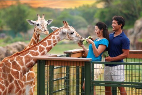 Tampa Bay: Serengeti Safari Tour