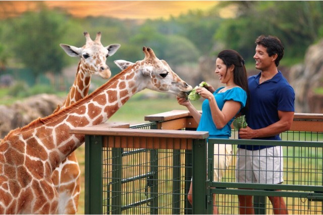 Visit Tampa Bay Serengeti Safari Tour in Tampa