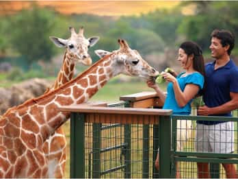 Tampa Bay: Serengeti Safari Tour