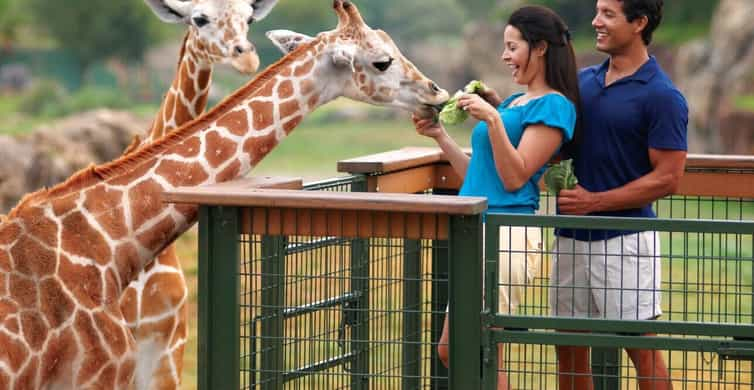 Busch Gardens-Tampa - Obligatory Traveler