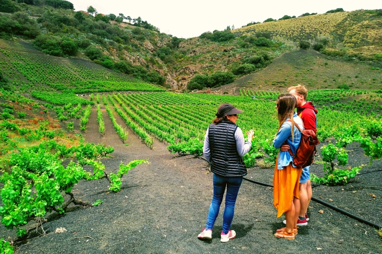 Gran Canarias beste Weingüter und BesichtigungenGran Canarias Top-Weinkellereien und Sightseeing
