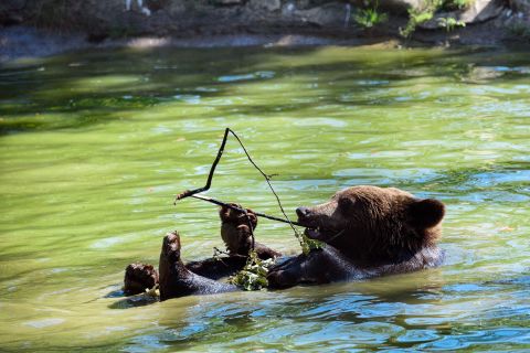 From Bucharest: Bear Sanctuary and Dracula Castle Day Tour