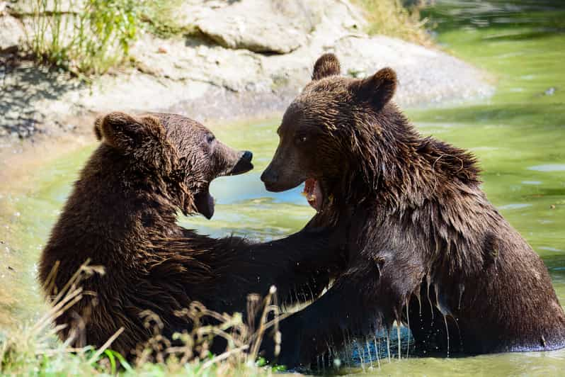 bucharest bear tour