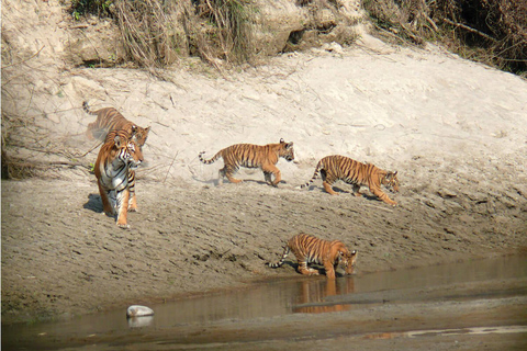Chitwan National Park: Tower Night Stay with Nature Guide