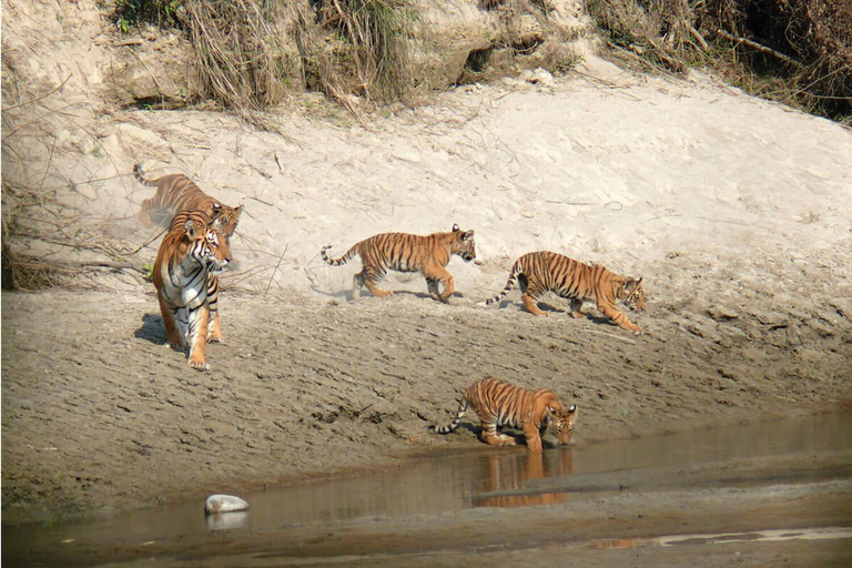 Chitwan National Park: Tower Night Stay with Nature Guide