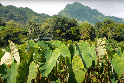 Oahu: Excursión en Tranvía por la Granja de Kualoa y la Isla Secreta