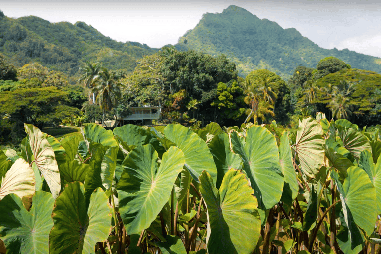 Oahu: Excursión en Tranvía por la Granja de Kualoa y la Isla Secreta