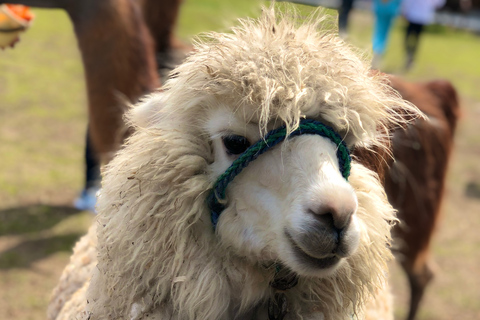 Tour Guatapé - Piedra del Peñol with departure from Medellín
