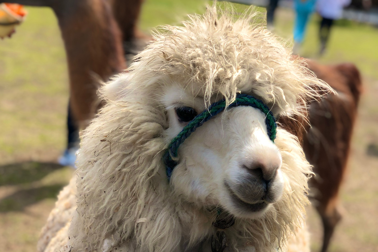 Tour Guatapé - Piedra del Peñol with departure from Medellín